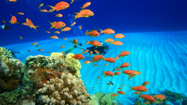 Red-sea (9)